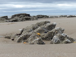 FZ012752 Shells on rock.jpg